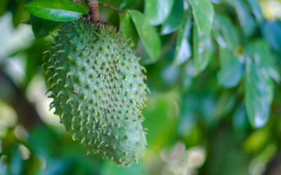 5 Things You Need to Know about Soursop (or Graviola)