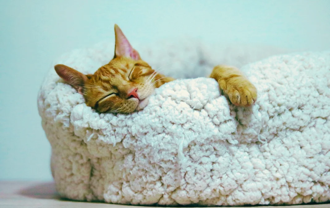 Orange cat peacefully sleeping on a soft, fluffy cat bed, promoting relaxation and better sleep. Don't you wish you were this cat?