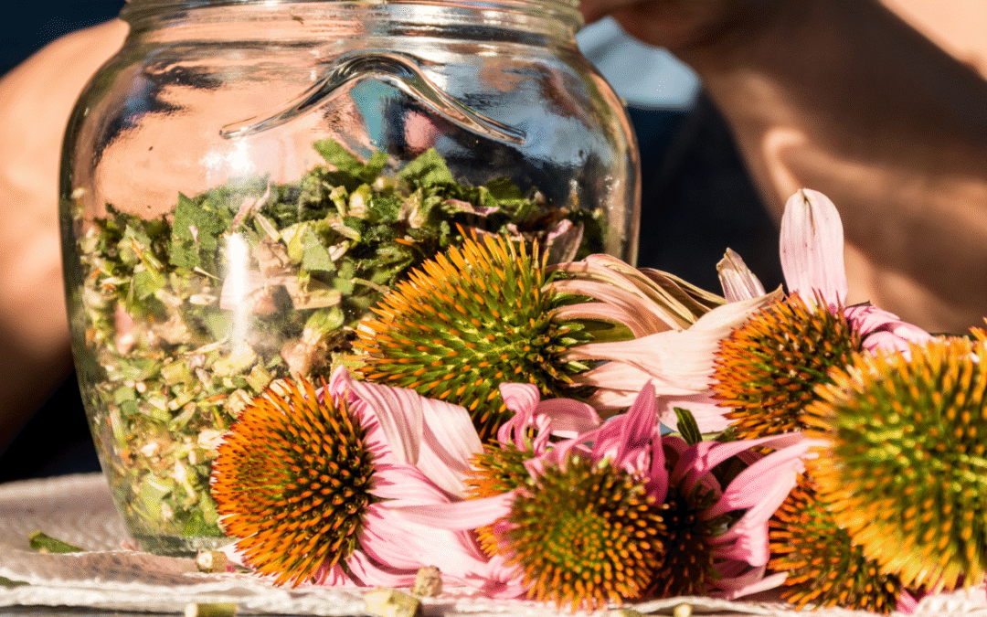 Echinacea (Coneflower)- Grow Your Own Apothecary