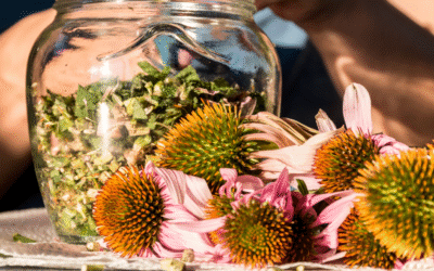 Echinacea (Coneflower)- Grow Your Own Apothecary
