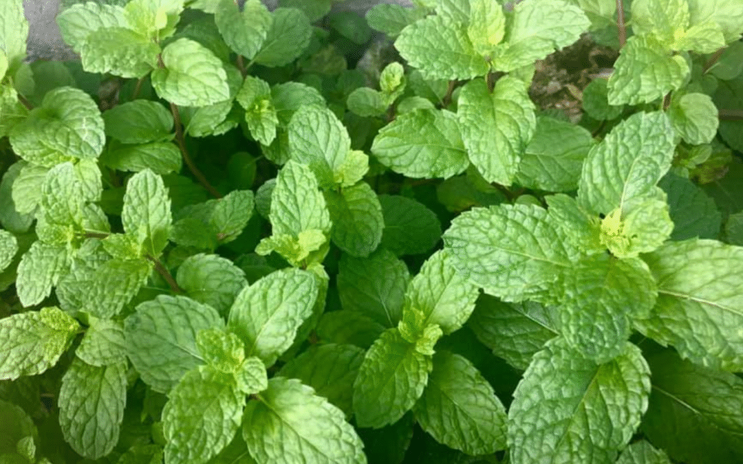 Make Your Own Peppermint Oil Pest Deterrent