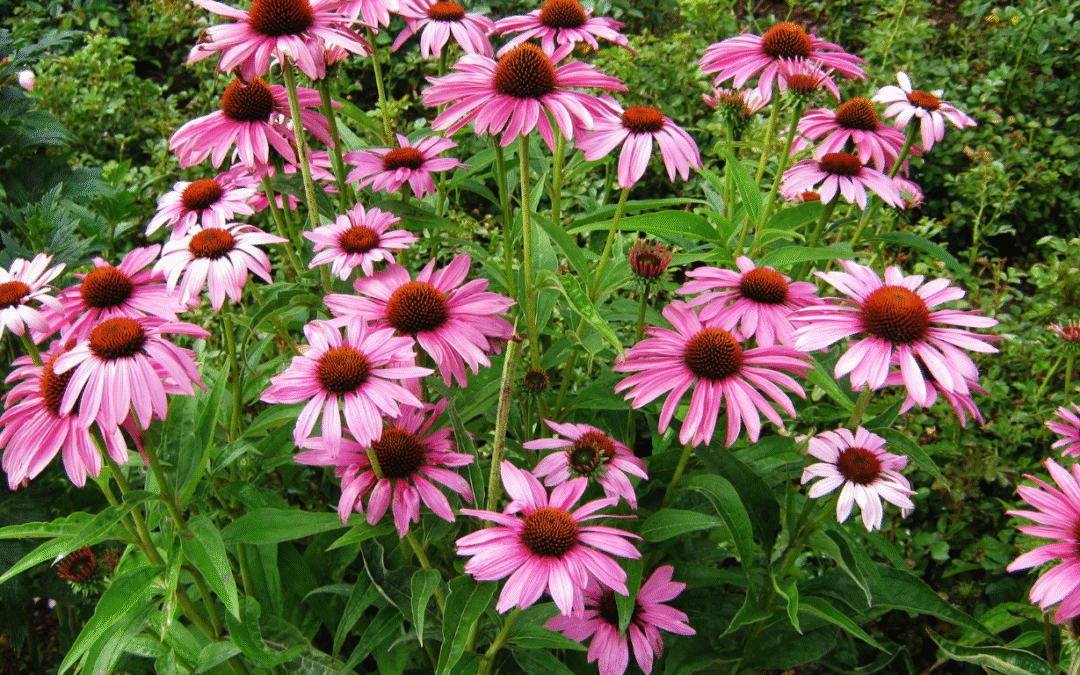echinacea purpurea flowers